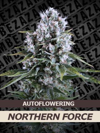 Northern Force Automatic Feminizowane, Nasiona Marihuany, Konopi, Cannabis