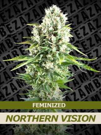Northern Vision Feminizowane, Nasiona Marihuany, Konopi, Cannabis