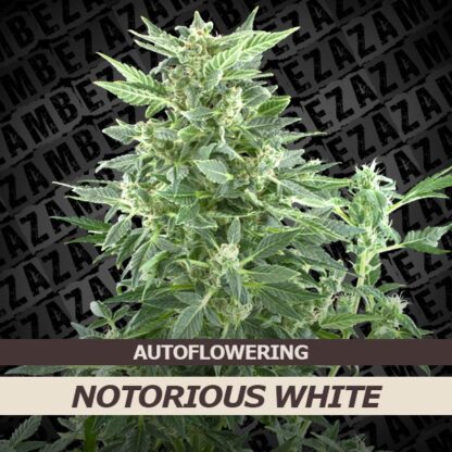 Notorious White Automatic Feminizowane, Nasiona Marihuany, Konopi, Cannabis