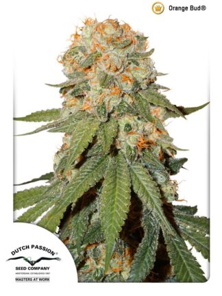 Orange Bud Regularne, Nasiona Marihuany, Konopi, Cannabis