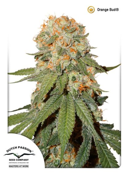 Orange Bud Regularne, Nasiona Marihuany, Konopi, Cannabis