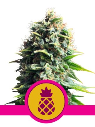 Pineapple Kush Feminizowane, Nasiona Marihuany, Konopi, Cannabis