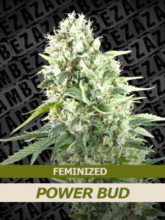 Power Bud Feminizowane, Nasiona Marihuany, Konopi, Cannabis