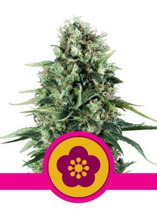 Power Flower Feminizowane, Nasiona Marihuany, Konopi, Cannabis