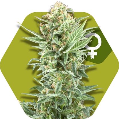 Power Kush Feminizowane, Nasiona Marihuany, Konopi, Cannabis
