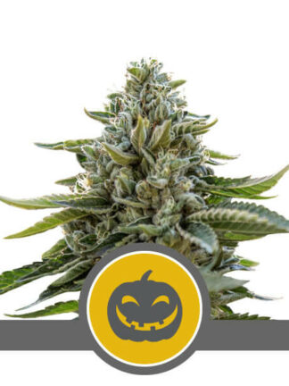 Pumpkin Kush Regularne, Nasiona Marihuany, Konopi, Cannabis