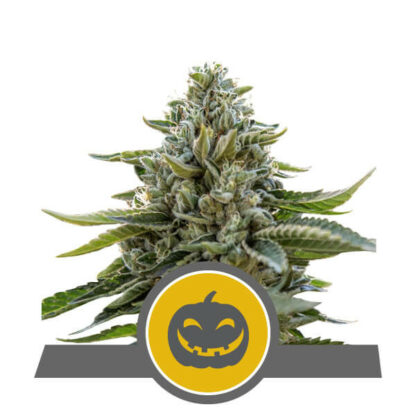 Pumpkin Kush Regularne, Nasiona Marihuany, Konopi, Cannabis