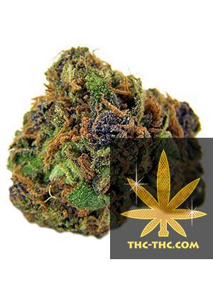 Purple Bud XXL Feminizowane, Nasiona Marihuany, Konopi, Cannabis