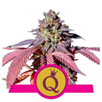 Purple Queen Feminizowane, Nasiona Marihuany, Konopi, Cannabis