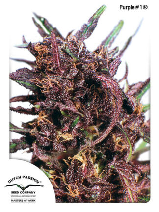 Purple#1 Regularne, Nasiona Marihuany, Konopi, Cannabis