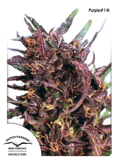 Purple#1 Feminizowane, Nasiona Marihuany, Konopi, Cannabis