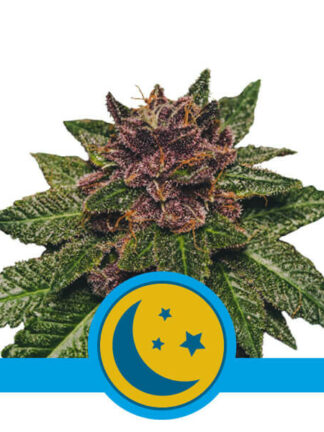 Purplematic CBD Automatic Feminizowane, Nasiona Marihuany, Konopi, Cannabis