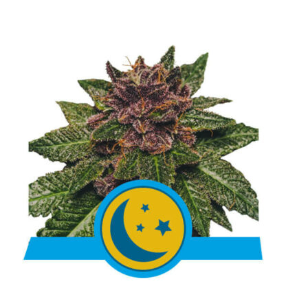 Purplematic CBD Automatic Feminizowane, Nasiona Marihuany, Konopi, Cannabis