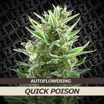 Quick Poison Automatic Feminizowane, Nasiona Marihuany, Konopi, Cannabis