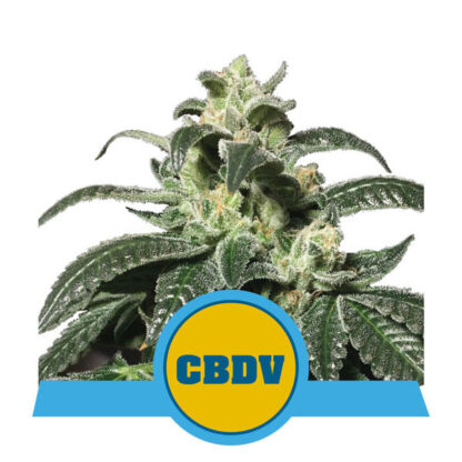 Royal CBDV Automatic Feminizowane, Nasiona Marihuany, Konopi, Cannabis