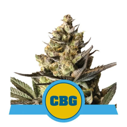 Royal CBG Automatic Feminizowane, Nasiona Marihuany, Konopi, Cannabis