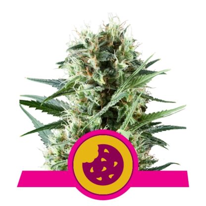 Royal Cookies Feminizowane, Nasiona Marihuany, Konopi, Cannabis