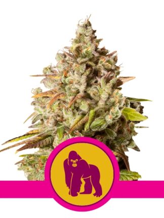 Royal Gorilla Feminizowane, Nasiona Marihuany, Konopi, Cannabis