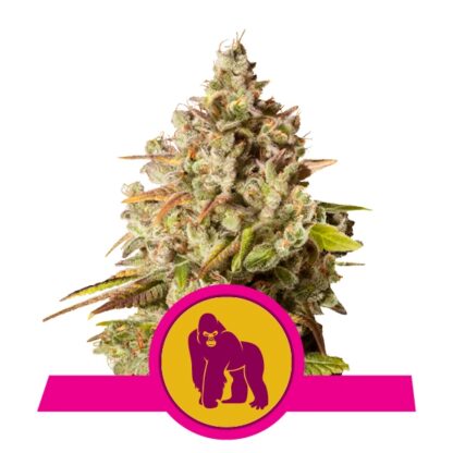 Royal Gorilla Feminizowane, Nasiona Marihuany, Konopi, Cannabis