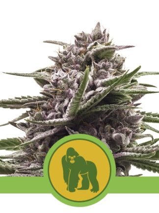 Royal Gorilla Automatic Feminizowane, Nasiona Marihuany, Konopi, Cannabis