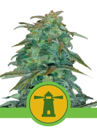 Royal Haze Automatic Feminizowane, Nasiona Marihuany, Konopi, Cannabis