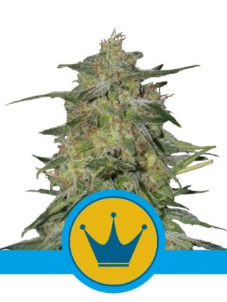 Royal Highness Feminizowane, Nasiona Marihuany, Konopi, Cannabis