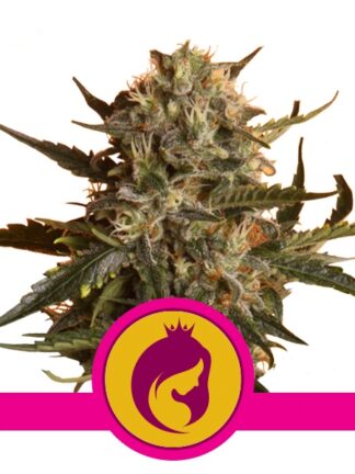 Royal Madre Feminizowane, Nasiona Marihuany, Konopi, Cannabis