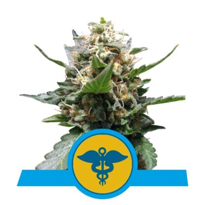 Royal Medic Feminizowane, Nasiona Marihuany, Konopi, Cannabis