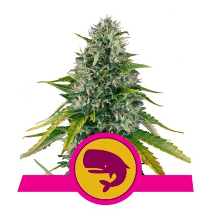 Royal Moby Feminizowane, Nasiona Marihuany, Konopi, Cannabis