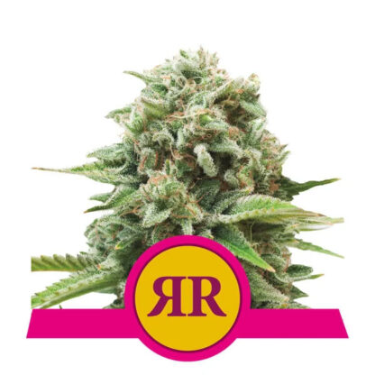 Royal Runtz Feminizowane, Nasiona Marihuany, Konopi, Cannabis