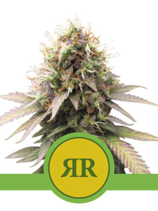 Royal Runtz Automatic Feminizowane, Nasiona Marihuany, Konopi, Cannabis