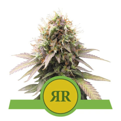 Royal Runtz Automatic Feminizowane, Nasiona Marihuany, Konopi, Cannabis