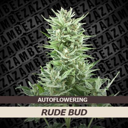 Rude Bud Automatic Feminizowane, Nasiona Marihuany, Konopi, Cannabis