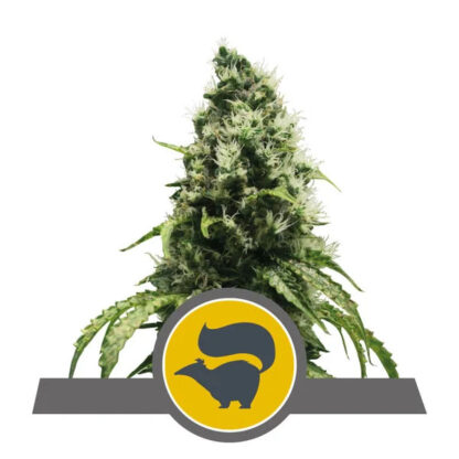 Skunk XL Regularne, Nasiona Marihuany, Konopi, Cannabis