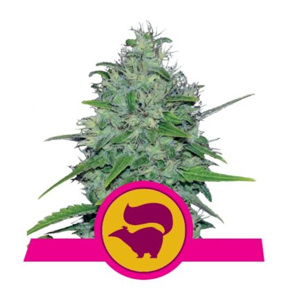 Skunk XL Feminizowane, Nasiona Marihuany, Konopi, Cannabis