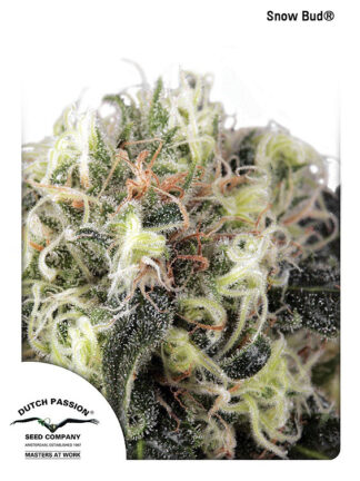 Snow Bud Feminizowane, Nasiona Marihuany, Konopi, Cannabis