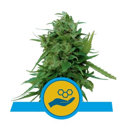 Solomatic CBD Automatic Feminizowane, Nasiona Marihuany, Konopi, Cannabis