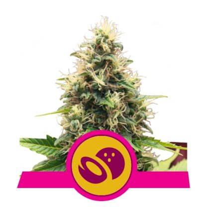 Somango XL Feminizowane, Nasiona Marihuany, Konopi, Cannabis