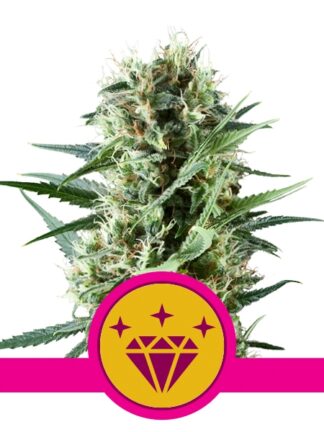 Special Kush#1 Feminizowane, Nasiona Marihuany, Konopi, Cannabis