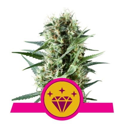 Special Kush#1 Feminizowane, Nasiona Marihuany, Konopi, Cannabis