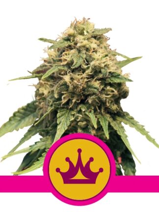 Special Queen#1 Feminizowane, Nasiona Marihuany, Konopi, Cannabis