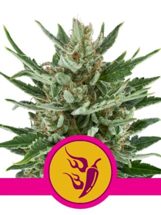 Speedy Chile Feminizowane, Nasiona Marihuany, Konopi, Cannabis