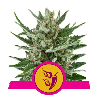 Speedy Chile Feminizowane, Nasiona Marihuany, Konopi, Cannabis