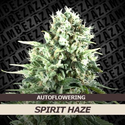 Spirit Haze Automatic Feminizowane, Nasiona Marihuany, Konopi, Cannabis