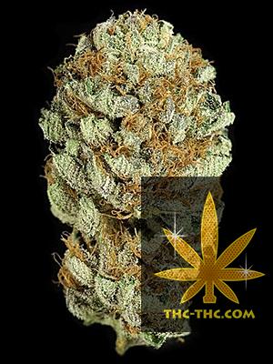 Super Costa 365 Feminizowane, Nasiona Marihuany, Konopi, Cannabis