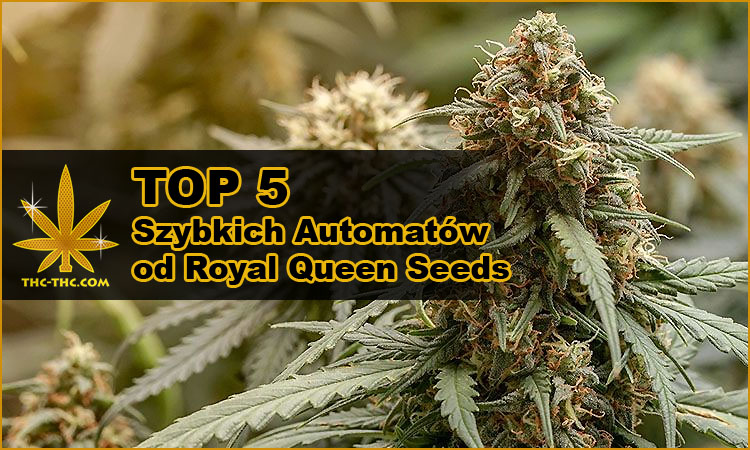 szybko rosnące automaty od royal queen seeds