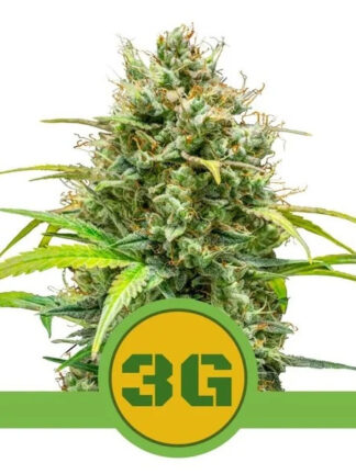 Triple G Automatic Feminizowane, Nasiona Marihuany, Konopi, Cannabis