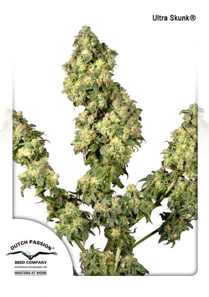 Ultra Skunk Feminizowane, Nasiona Marihuany, Konopi, Cannabis