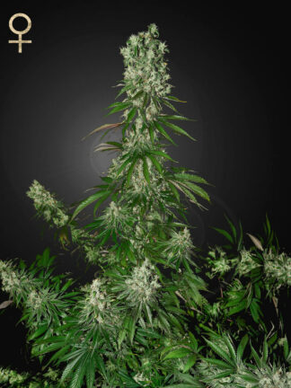 White Strawberry Skunk Feminizowane, Nasiona Marihuany, Konopi, Cannabis