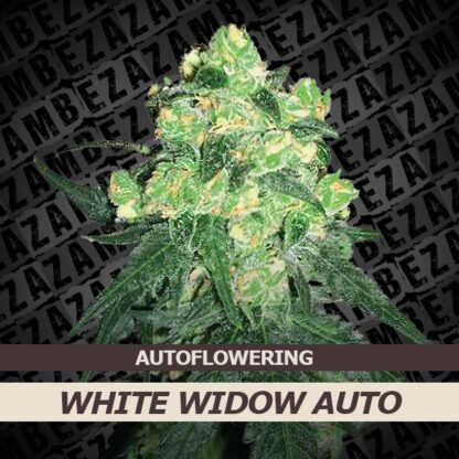 White Widow Automatic Feminizowane, Nasiona Marihuany, Konopi, Cannabis